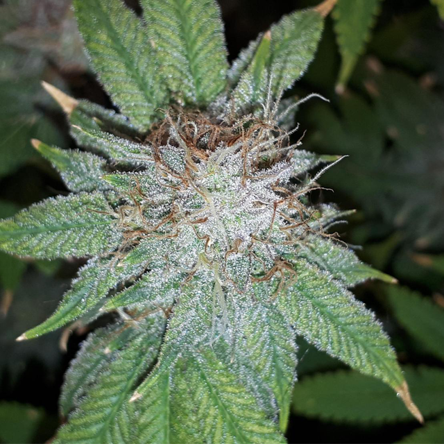 Original Sensible Seeds Pink Gorilla Image 4